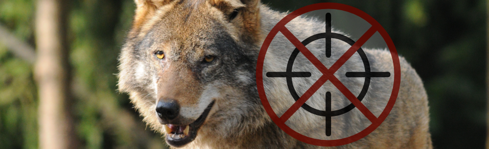 Dość brania wilków na celownik! - stanowisko organizacji przyrodniczych