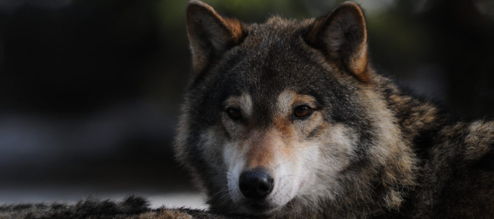 List otwarty do polskich mediów w sprawie rzetelnego przekazywania informacji na temat wilków