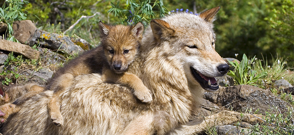Ochrona wilków w Polsce ma już prawie ćwierć wieku – teraz dołącza do niej Słowacja