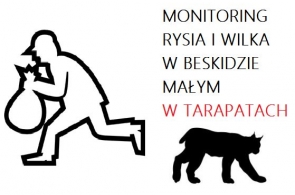 Monitoring wilka i rysia w Beskidzie Małym w tarapatach