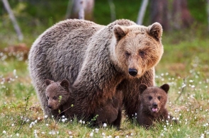 Kolejne poparcia Apelu do Ministra Środowiska o interwencję w sprawie planowanych na Słowacji odstrzałów niedźwiedzi brunatnych