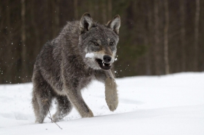 Pod kołami giną wilki w Puszczy Białowieskiej. ZBS apeluje o podjęcie działań