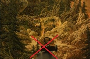 Myśliwi skazani za zabicie i oskórowanie wilka w Bieszczadach