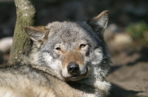 Straszenie wilkiem. Czy wilki z kujawsko-pomorskiego trafią na okładkę „Nature”?