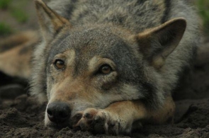 Znów martwy wilk w Bieszczadach