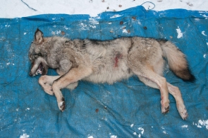 Myśliwy podejrzewany o zastrzelenie wilka w Wigierskim Parku Narodowym