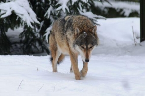 Sukces w ochronie wilków na Słowacji