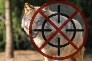Dość brania wilków na celownik! – stanowisko organizacji przyrodniczych w sprawie ochrony wilka w Polsce