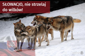 Wezwanie z Polski do słowackiego rządu – zatrzymajcie odstrzał wilków!