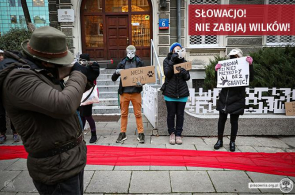 Słowacjo, nie strzelaj do nas! – protest w obronie wilków pod Ambasadą Republiki Słowackiej w Warszawie