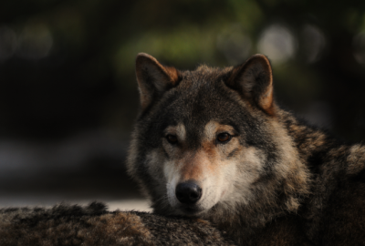 List otwarty do polskich mediów w sprawie rzetelnego przekazywania informacji na temat wilków